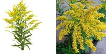 Goldenrod