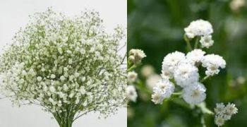 Gypsophila (Babys Breath)