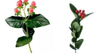 Hypericum Red