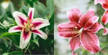 Stargazer