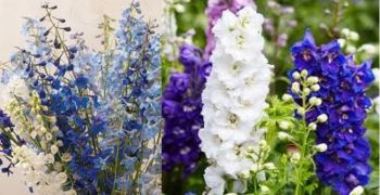 Delphiniums