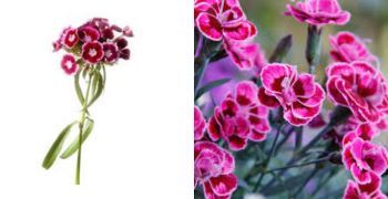 Dianthus 