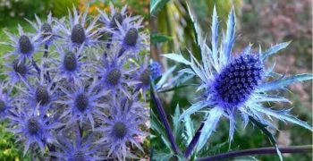 Sea Holly