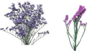Latifolia