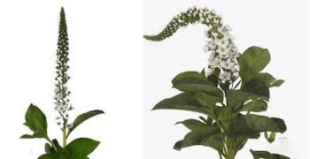 Lysemachia White