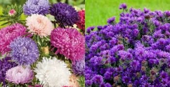 Somer/Summer Aster