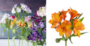 Alstroemeria Orange
