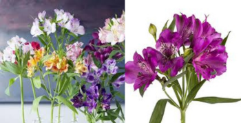 Alstroemeria Purple