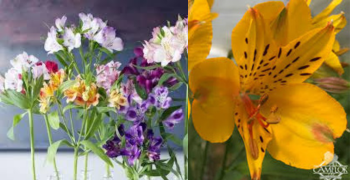 Alstroemeria Yellow