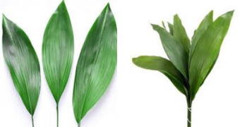 Aspidistra leaf
