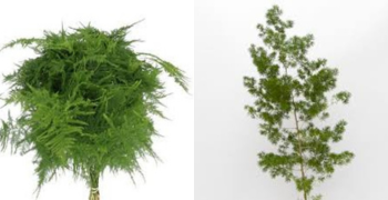 Asparagus Fern Broom