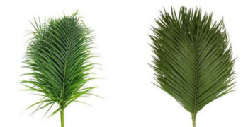 Palm leave