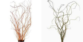 Curly Willow