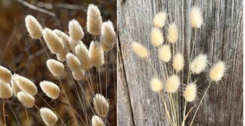 Bunny Tails