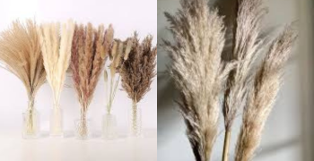 Pampas Fluffy