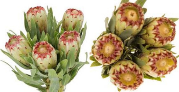Esme/ Carnival Protea