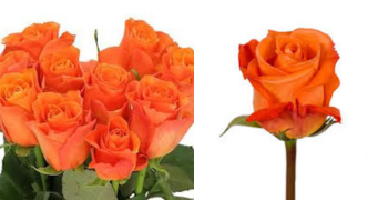 Roses Orange