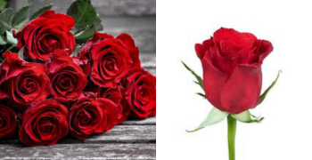 Roses Red
