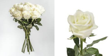 Roses White Imported