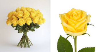 Roses Yellow
