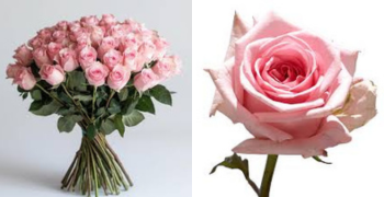 Spray roses-soft pink