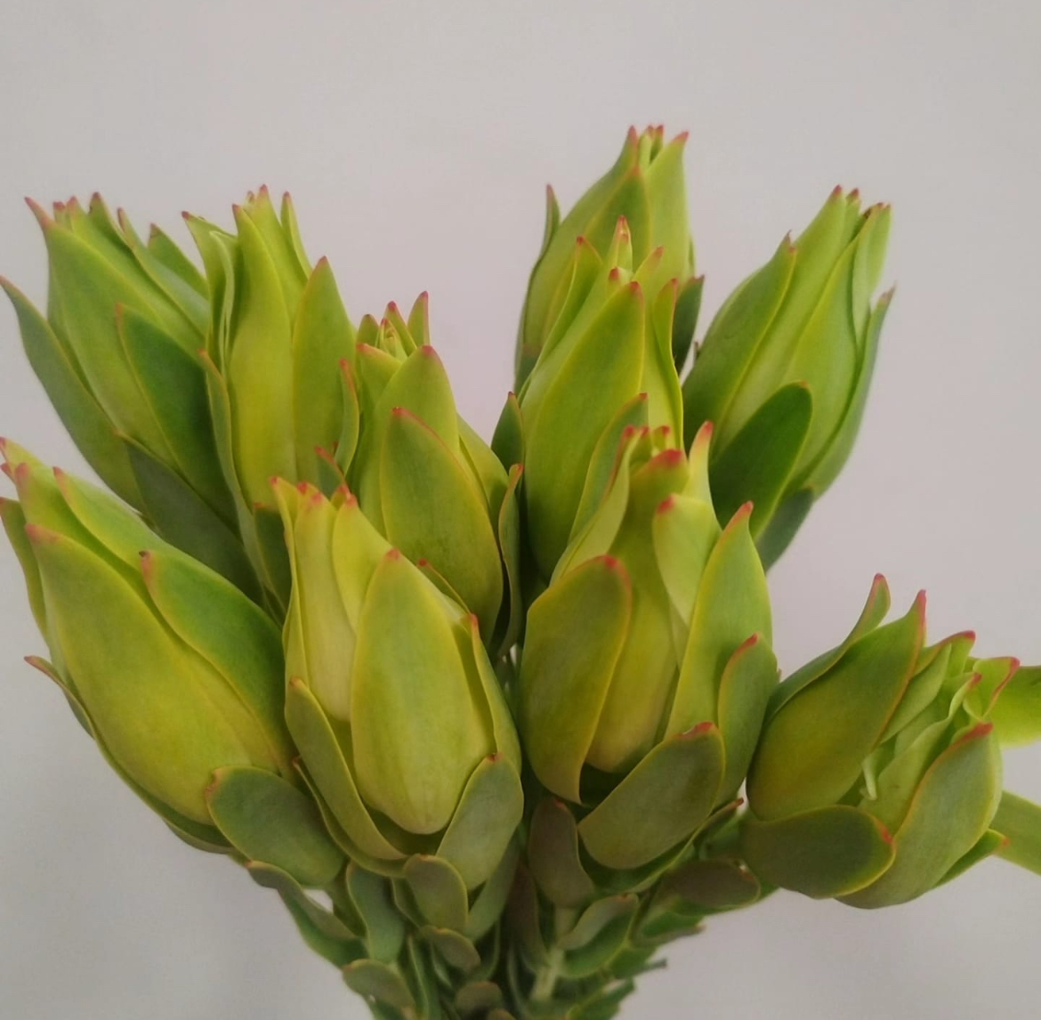 LCD African Tulip