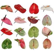 Anthurium